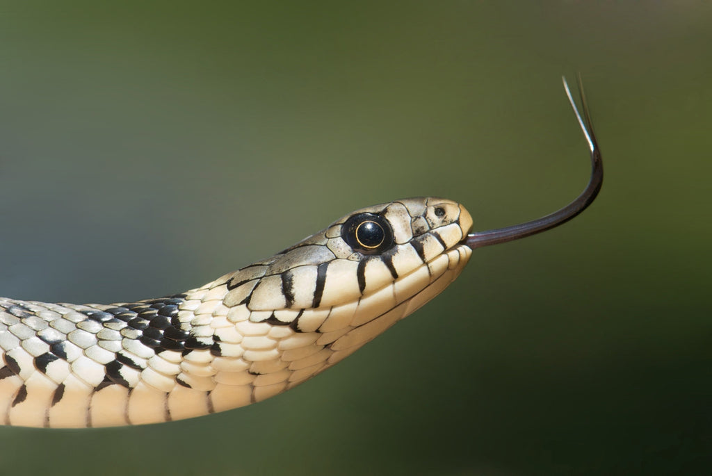 Snake Season | You, wild snakes, and your pets